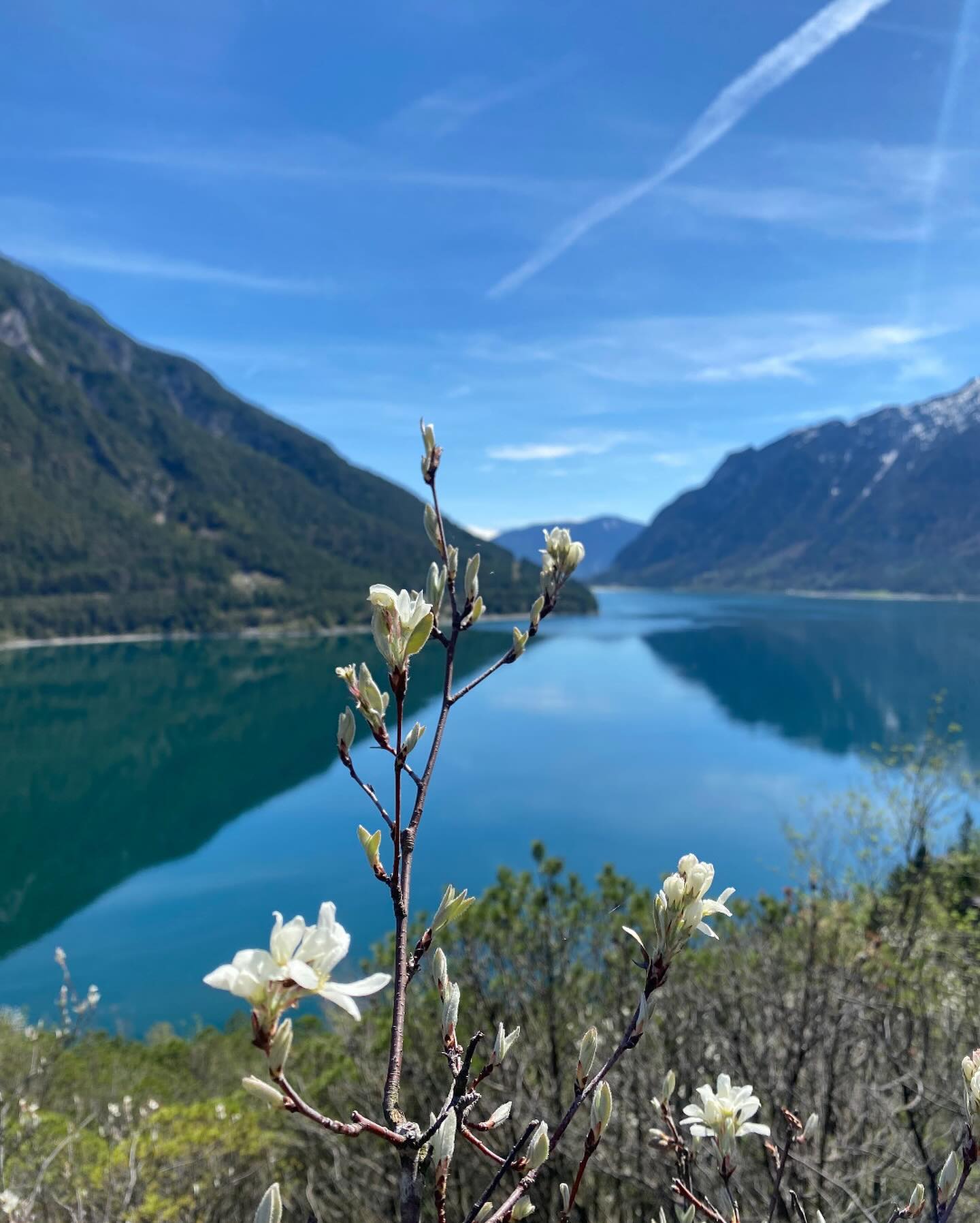 Frühlingsgefühle am Achensee! 😍🌼🌸

Genieße die atemberaubende Schönheit der Natur an einem der schönsten Orte Österreichs. 🏞️

#achensee #visittirol #frühling #wandern #alpenperlenamachensee