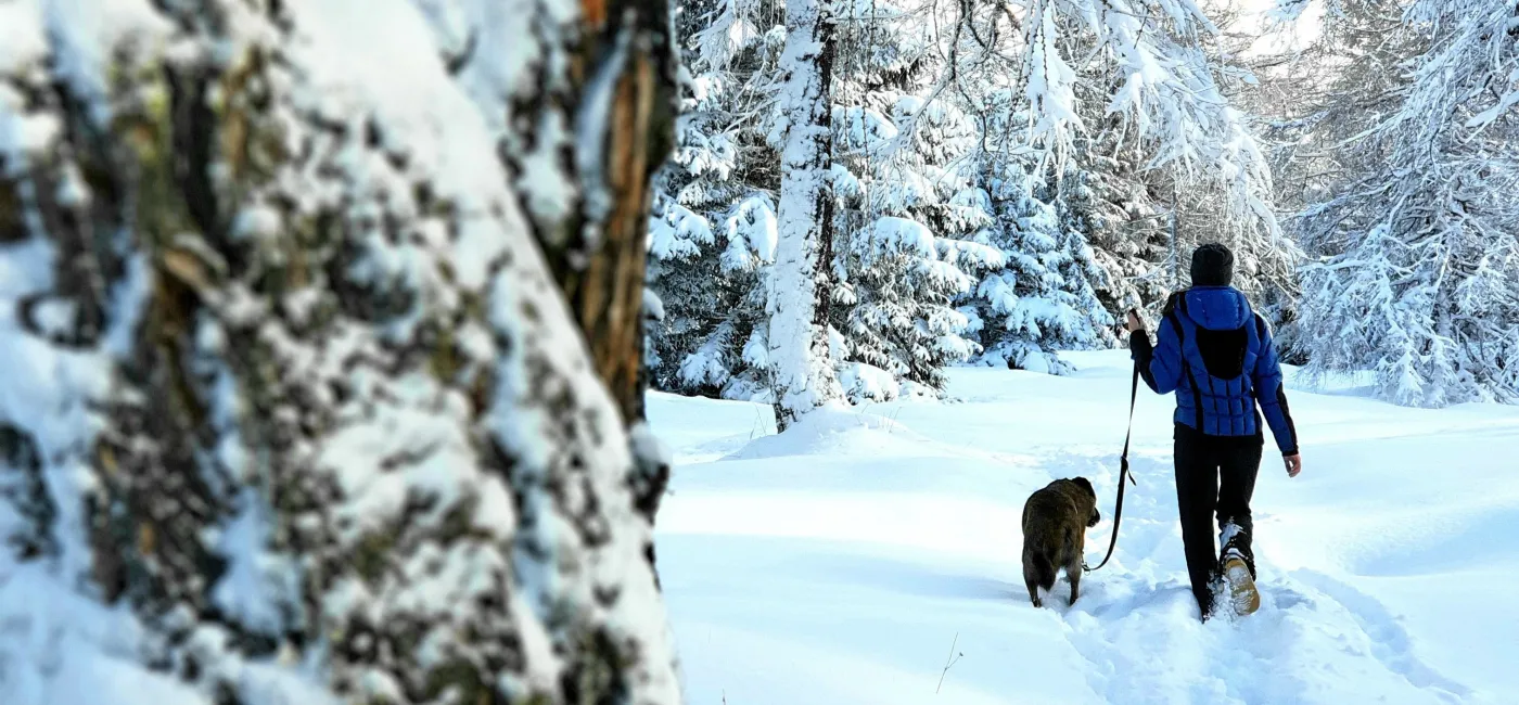 Hund Schnee Wanderung Winter Tirol